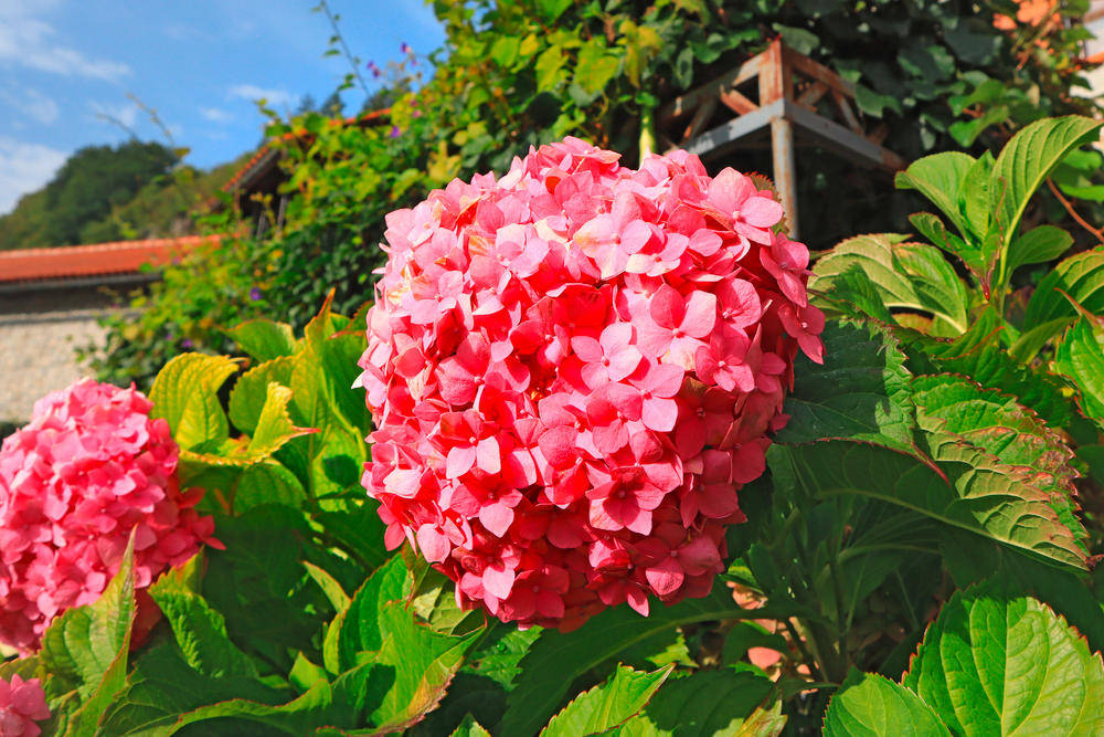 Nahaufnahme der Blüte der rosafarbenen Hortensie - Lindasky76 - © Lindasky76 | erlebnisreisen-afrika.de