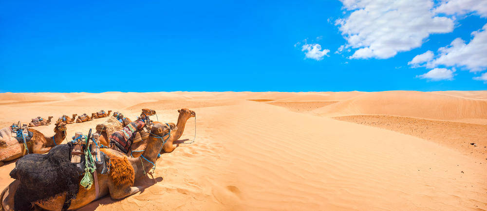 Kamele in der Wüste - Valery Bareta - Valery Bareta / Adobe.com | erlebnisreisen-afrika.de