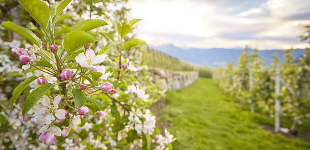 Apfelblüte in Südtirol - IDM Südtirol / Stefan Schütz | erlebnisreisen-afrika.de