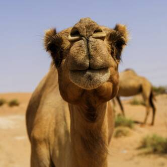 Israel-–-Jordanien-Rundreise-3