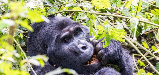 Gorillatrekking im Bwindi N - Christian Reinicke | erlebnisreisen-afrika.de