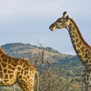 Kenia Gruppenreise 2024/2025 | Erlebnisreisen-afrika.de