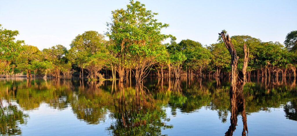Gespiegelter Wald im Pantanal