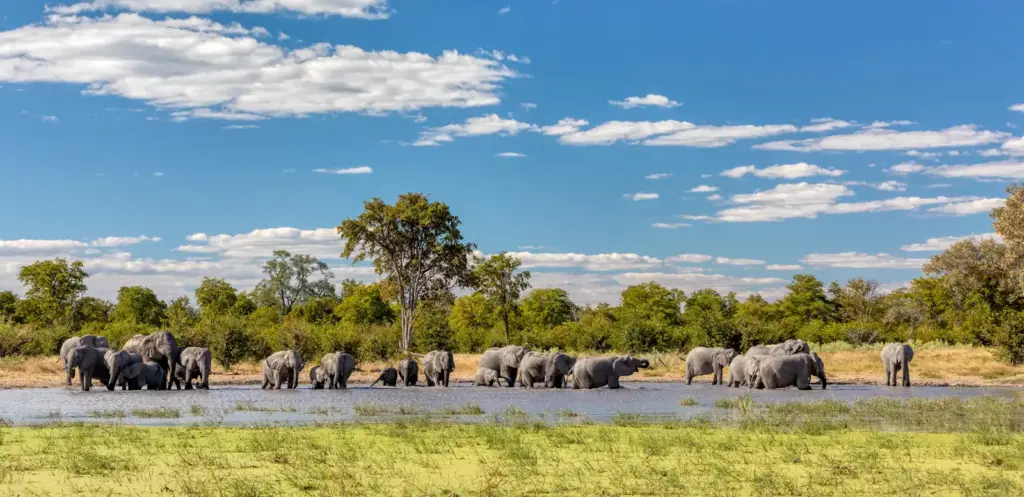 Elefantenherde im Moremi-Schutzgebiet - ArtushFoto - ArtushFoto /Adobe.com | erlebnisreisen-afrika.de