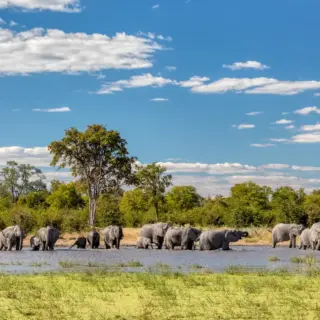 Elefantenherde im Moremi-Schutzgebiet - ArtushFoto - ArtushFoto /Adobe.com | erlebnisreisen-afrika.de