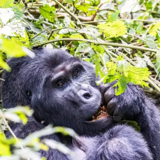 Gorillatrekking im Bwindi N - Christian Reinicke | erlebnisreisen-afrika.de