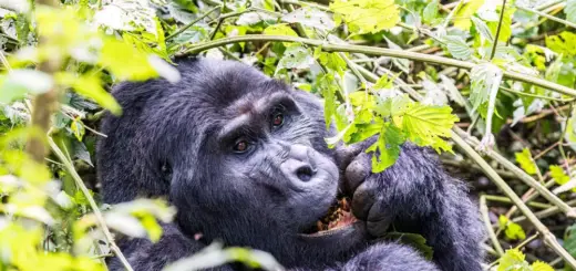 Gorillatrekking im Bwindi N - Christian Reinicke | erlebnisreisen-afrika.de