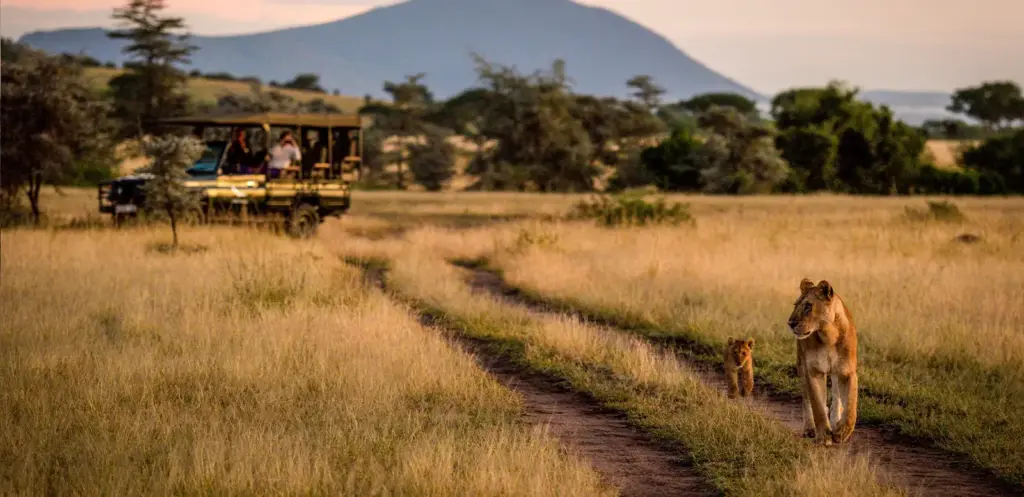 Löwen auf der Safari - Nick Dale - © Nick Dale / Adobe.com | erlebnisreisen-afrika.de