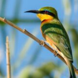 Rundreise Botswana, Namibia & Simbabwe 2025 / 2026 | Erlebnisreisen-Afrika.de