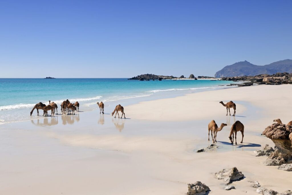 Kamele am Strand