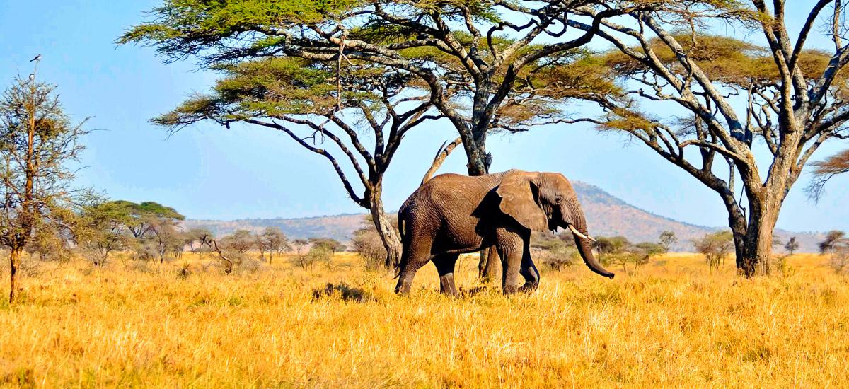 Elefant in der Serengeti