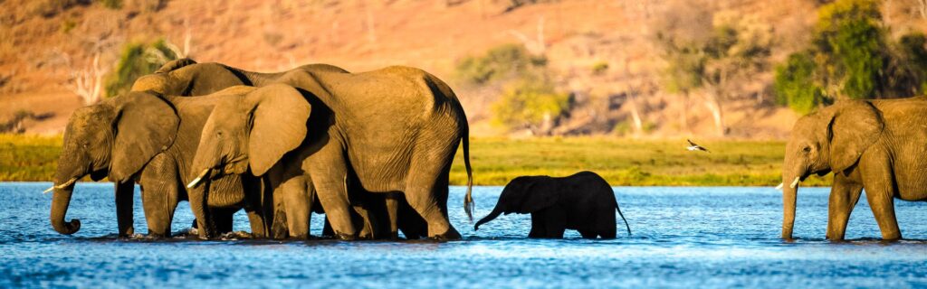 Rundreise Botswana, Namibia & Simbabwe 2026 / 2026 | Erlebnisreisen-Afrika.de
