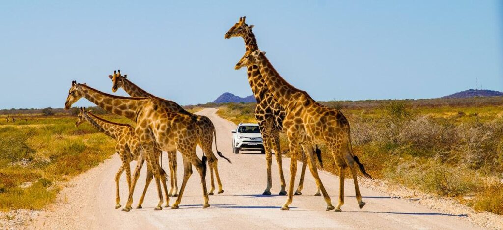 Familienwanderung im Etosha Nationalpark