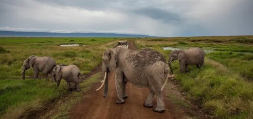 Kenia Gruppenreise 2026/2027 | Erlebnisreisen-afrika.de