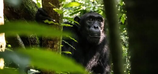 Kenia Gruppenreise 2026/2027 | Erlebnisreisen-afrika.de