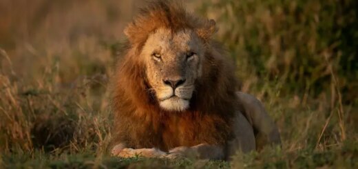 Kenia Gruppenreise 2026/2027 | Erlebnisreisen-afrika.de