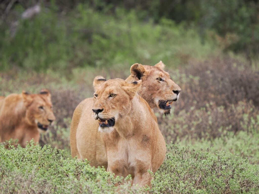 Greater Kruger Nationalpark