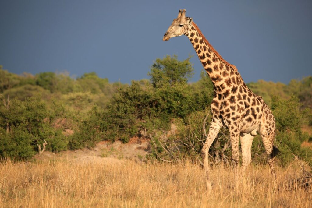 Stolze Giraffe