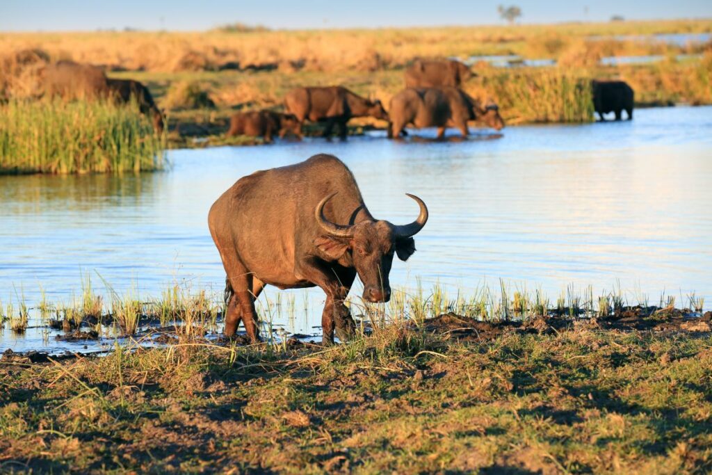 Reisetraum Botswana – statt träumen selbst erleben …