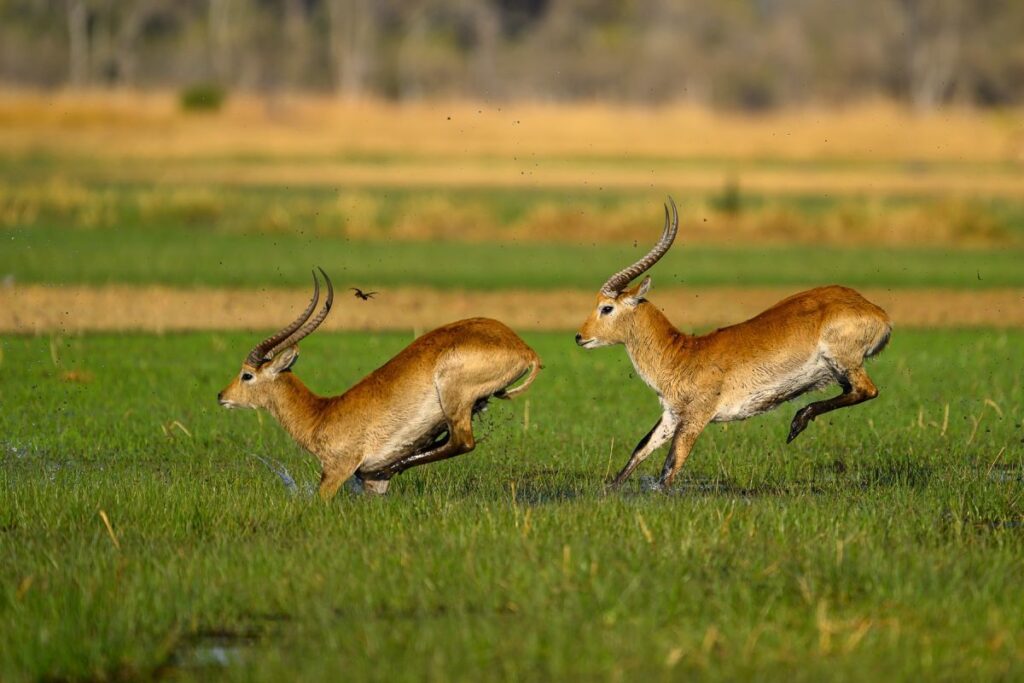 Springende Lechwe-Antilopen