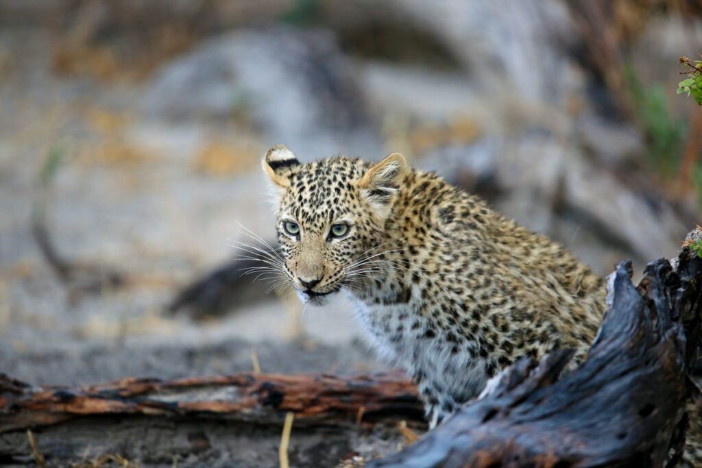 Reisetraum Botswana – statt träumen selbst erleben …