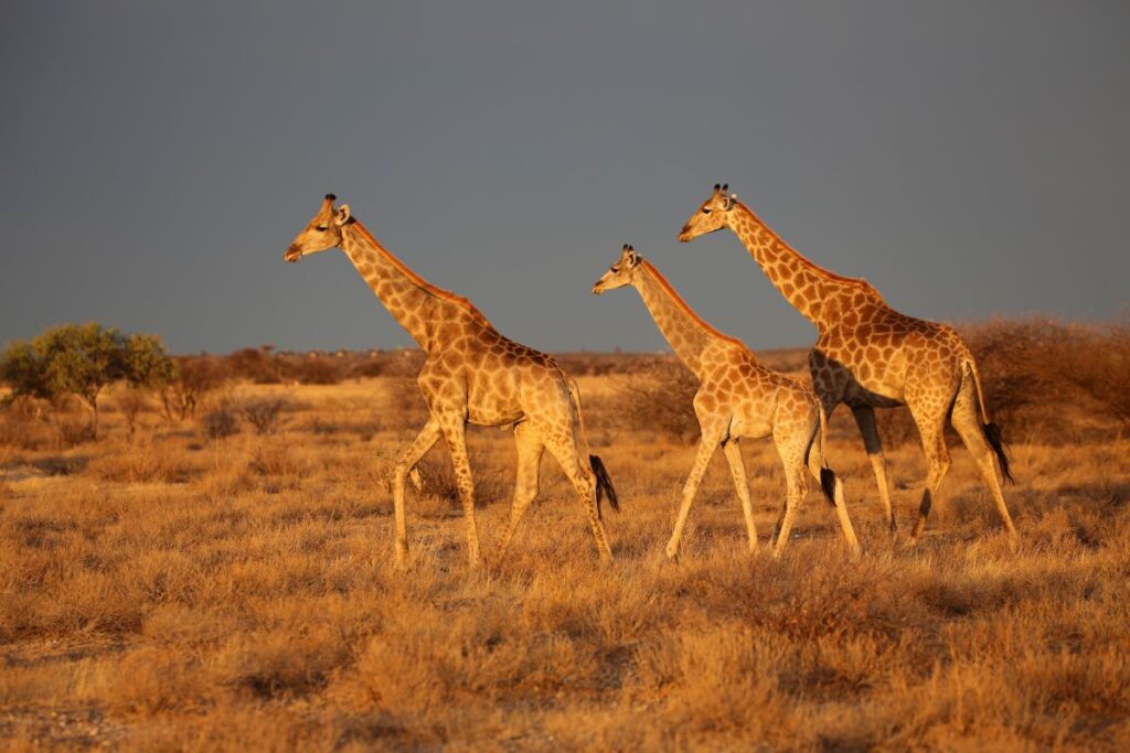 Giraffen in Botswana