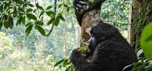 Ruanda Gruppenreise 2026/2027 | Erlebnisreisen-afrika.de