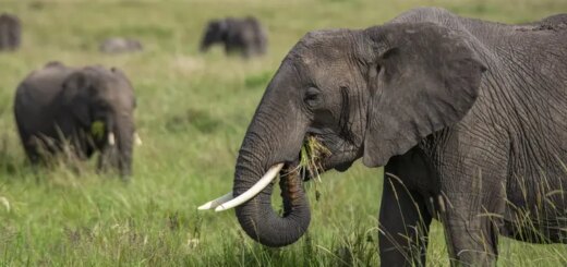 Tansania Gruppenreise 2026/2027 | Erlebnisreisen-afrika.de