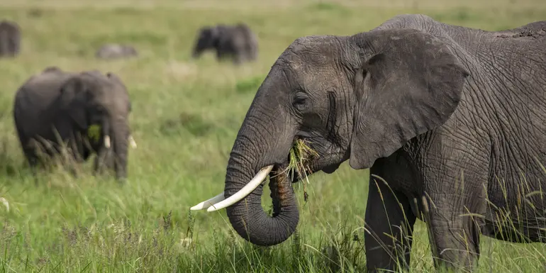 Tansania Erlebnisreise 2026/2027 | Erlebnisreisen-afrika.de
