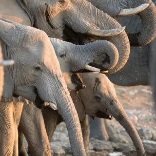 Botswana Gruppenreise 2026/2027 | Erlebnisreisen-afrika.de