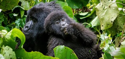Ruanda Gruppenreise 2026/2027 | Erlebnisreisen-afrika.de