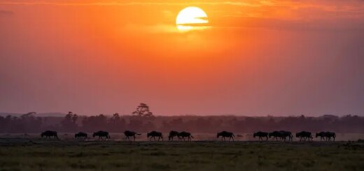Tansania Gruppenreise 2026/2027 | Erlebnisreisen-afrika.de