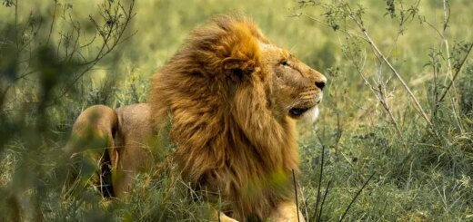 Botswana Gruppenreise 2026/2027 | Erlebnisreisen-afrika.de