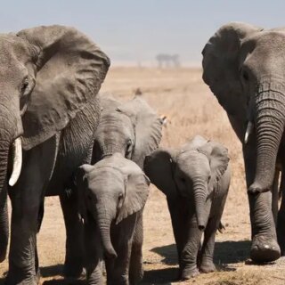 Tansania Gruppenreise 2026/2027 | Erlebnisreisen-afrika.de