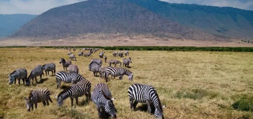 Tansania Gruppenreise 2026/2027 | Erlebnisreisen-afrika.de