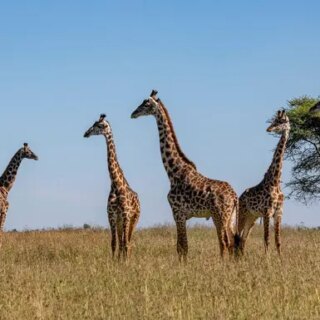 Tansania Gruppenreise 2026/2027 | Erlebnisreisen-afrika.de