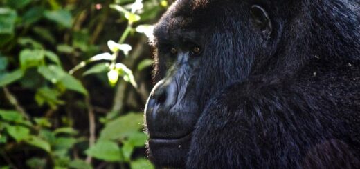 Ruanda Gruppenreise 2026/2027 | Erlebnisreisen-afrika.de