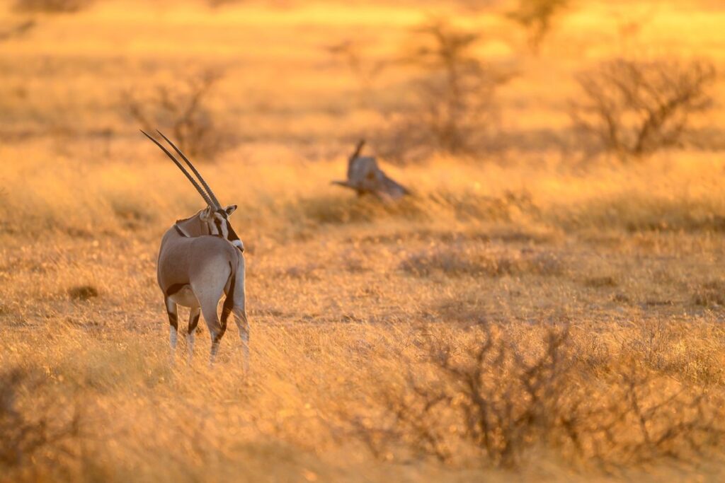 Oryx Antilope im goldenen Morgenlicht im Samburu