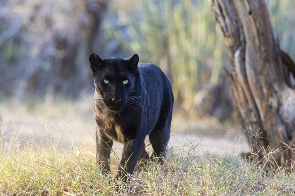 Schwarzer Leopard im Laikipia Nationalpark