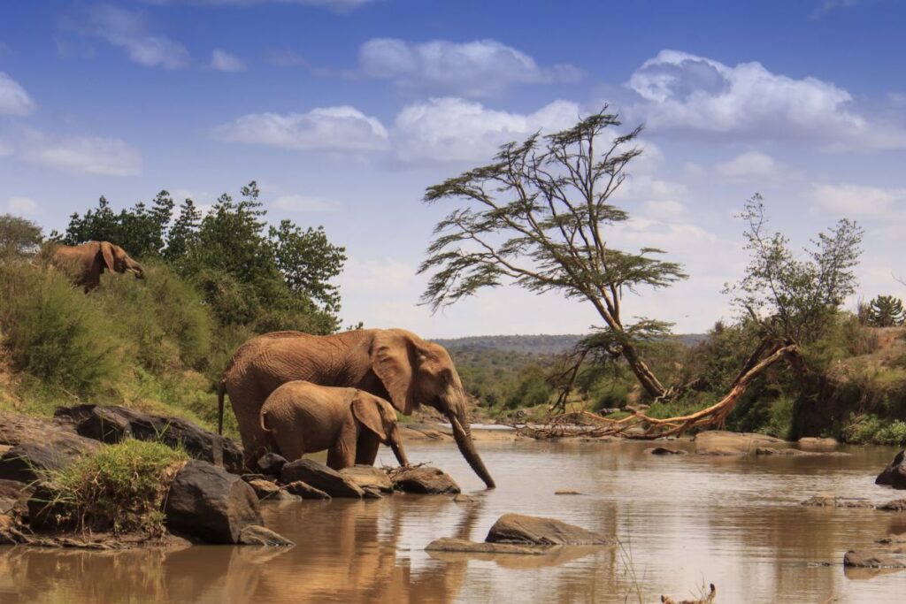 Elefanten trinken am Ewaso Ng'iro River – Laikipia